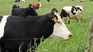 Uruguay continues to seek to mitigate greenhouse gases. Uruguay continues to seek to mitigate greenhouse gases.