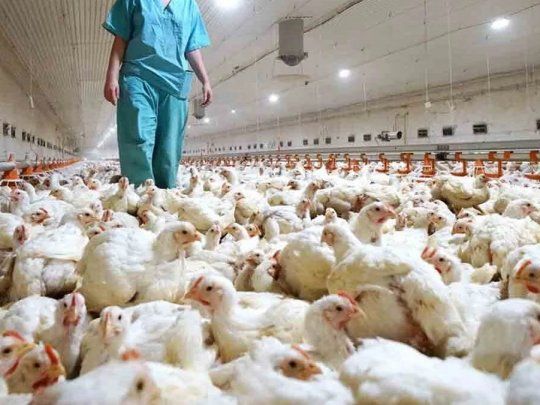 Por la gripe aviar, miles de gallinas murieron cerca de Mar del Plata.