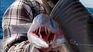 aletas grandes y dientes afilados: el misterioso pez que capturaron en el mar
