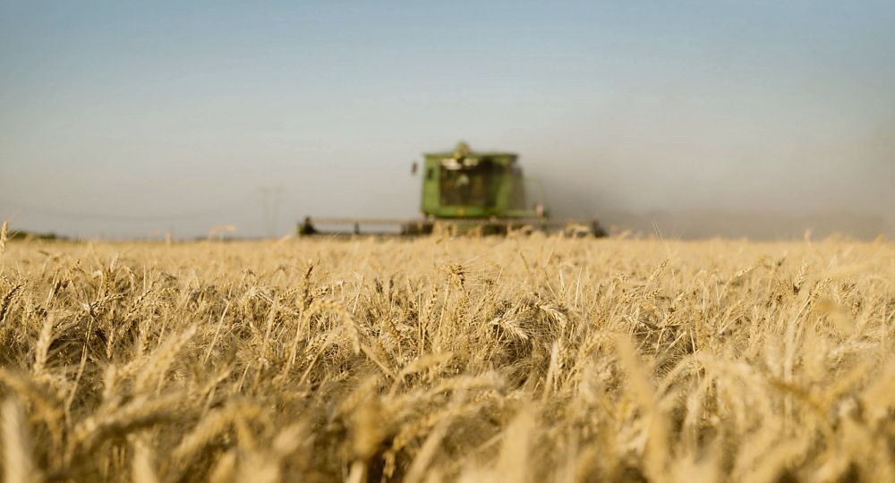 Dentro del Gobierno reconocen que los últimos años redujeron la capacidad operativa del organismo. Cosecha. En algunas zonas se detectó también la presencia de plagas como la fusariosis en las etapas reproductivas de los cultivares.