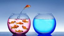blue ocean, la estrategia de la empresa argentina para conquistar el mundo