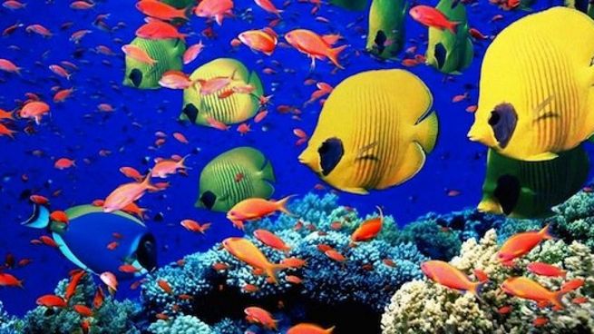 Biodiversidad marina en peligro.&nbsp;
