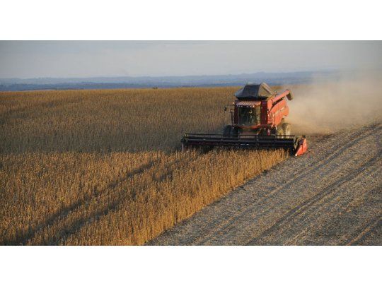La soja cayó un 0,5% a u$s 318,67