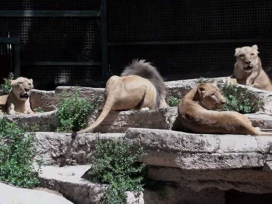 Cuatro leones del Zoológico de Barcelona contrajeron Covid-19.