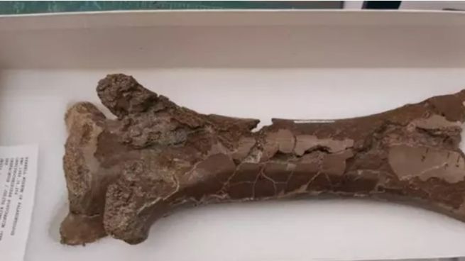 La vértebra de pterosaurio muestra una perforación causada por un cocodrilo, revelando una posible caza o alimentación de carroña de estos reptiles voladores.