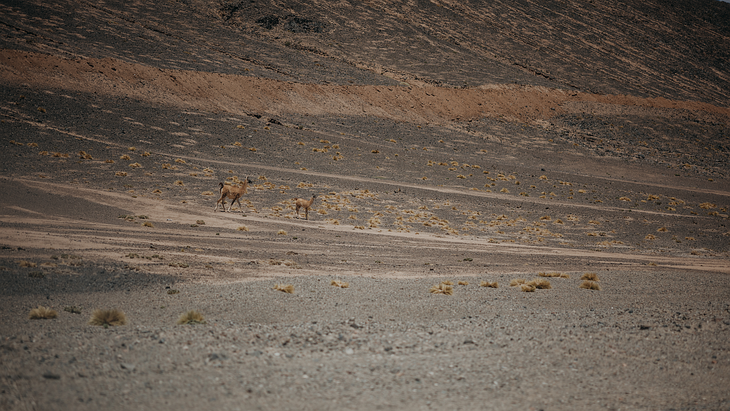 La expedición minera atravesó la Reserva de Biósfera y Parque Nacional San Guillermo, donde se observaron a las vicuñas silvestres. La expedición minera atravesó la Reserva de Biósfera y Parque Nacional San Guillermo, donde se observaron a las vicuñas silvestres.