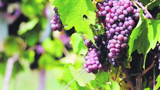 ámbito.com | Depositphotos_1668754_XL.jpg