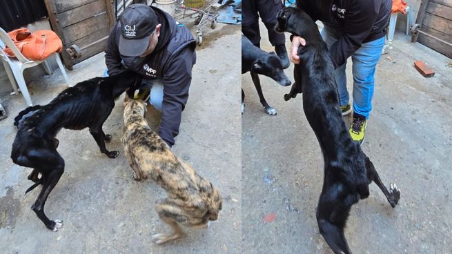 Un nuevo registro de maltrato y crueldad animal en Retiro.