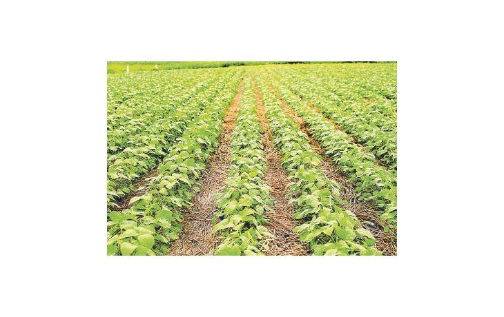 Contexto internacional. Recientemente el USDA informó que la producción de soja en Estados Unidos alcanzaría el récord de 114,3 millones de toneladas con un rendimiento promedio de 3.404 kg por hectárea.