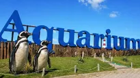 Todavía quedan 59 pinguinos en el predio y solo cuatro fueron valuados como activo.
