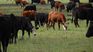 Last week 70 cows died in the department of Salto from intoxicated sorghum. 