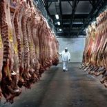 El frigorífico Rosario (Rondatel) realizó una faena de prueba tras más de dos años de inactividad. El frigorífico Rosario (Rondatel) realizó una faena de prueba tras más de dos años de inactividad.