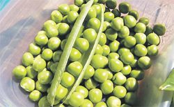 Peas are a source of protein around 25% of their weight, low cost compared to meat production, accompanied by complex carbohydrates, vitamins and minerals.