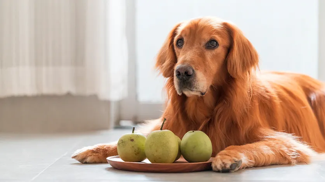 Las comidas más propensas a generar alergias en los perros.&nbsp;