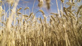 soja y trigo, con precios muy firmes en el mercado de futuros
