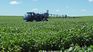 El agro pedirá al gobierno una extensión de la emergencia agropecuaria. 