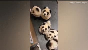 Los perros panda, éxito y debate en China