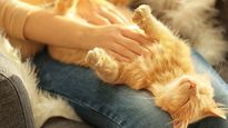 Controlá el lenguaje corporal de tu gato para saber si está feliz.