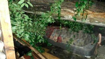 temporal en la plata: dos muertos tras la caida de un arbol