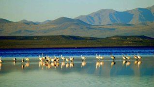 La laguna tiene un rol estratégico como sitio de descanso y alimentación para aves migratorias que recorren hasta 16.000 kilómetros. La laguna tiene un rol estratégico como sitio de descanso y alimentación para aves migratorias que recorren hasta 16.000 kilómetros.