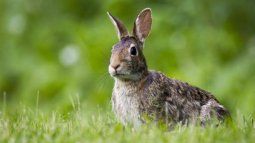Find out which five animals experts advise against having as pets and why. Find out which five animals experts advise against having as pets and why.