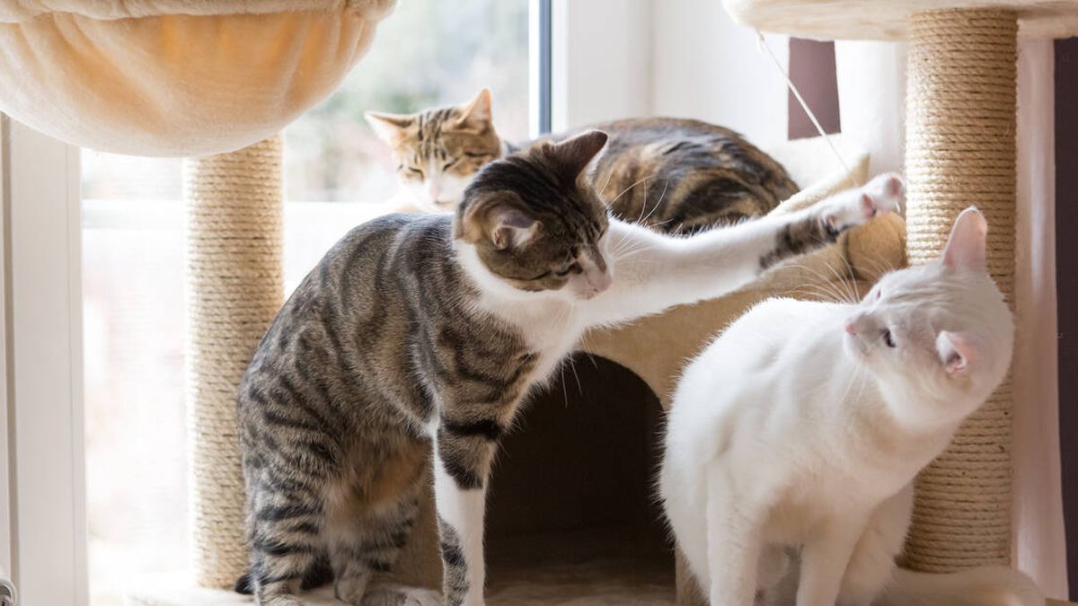 The advice of an expert to play with your cat and because it is good for your health to do it