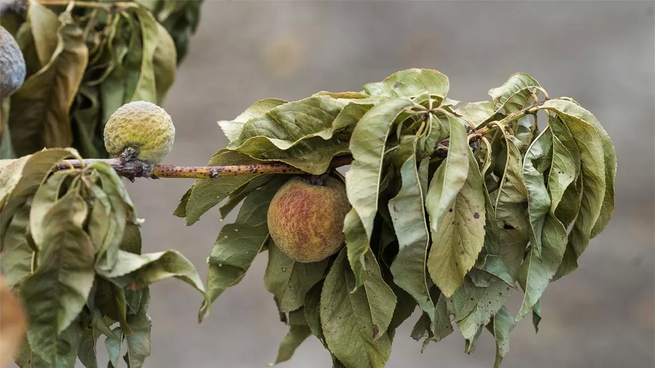 El sector frutihortícola en Uruguay sufre las consecuencias de la sequía con pérdidas de producción y menor calibre en las frutas.