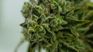 Se suman cuatro nuevas empresas al mercado del cannabis.&nbsp;