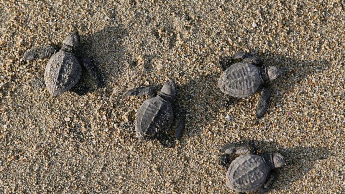 A beach in Bali returns endangered turtles to the ocean