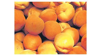 Productores de damascos del sur de Mendoza regalaron ayer 1.000 kilos del fruto en la calle para reclamar por el bajo precio que cobran por su venta.