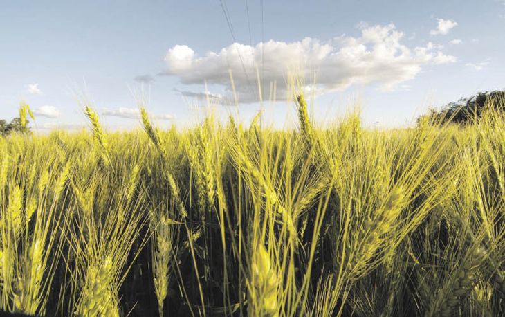 impulso. Las mejores condiciones climáticas permitirían una cosecha unos 140 millones de toneladas.