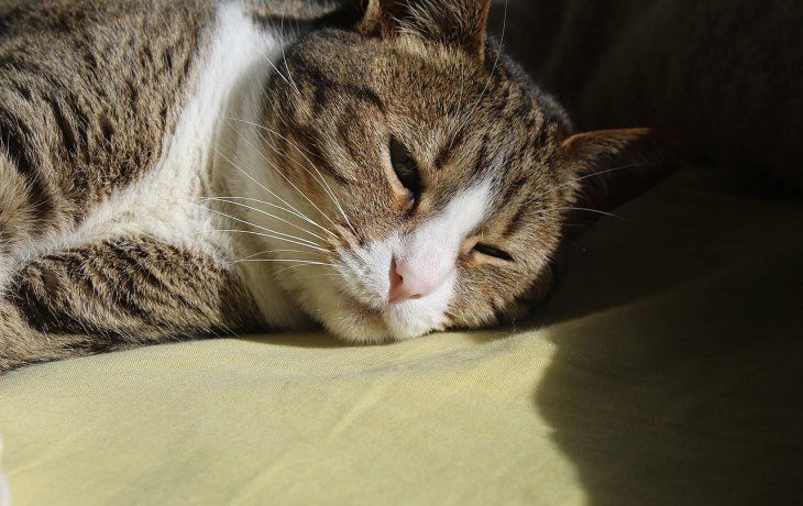 Los v&iacute;deos para gatos son usados para relajar o entretener a las mascotas, y cada vez son mas populares.
