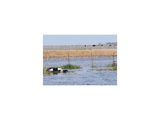 Según entidades ruralistas, más de 10 millones de hectáreas bonaerenses están afectadas por el exceso de agua. La situación ya provocó una gran mortandad de animales.