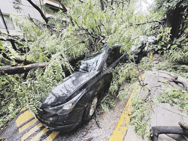 Caos. Se reportaron 343 árboles caídos en la Ciudad de Buenos Aires, muchos de los cuales destrozaron autos. Caos. Se reportaron 343 árboles caídos en la Ciudad de Buenos Aires, muchos de los cuales destrozaron autos.