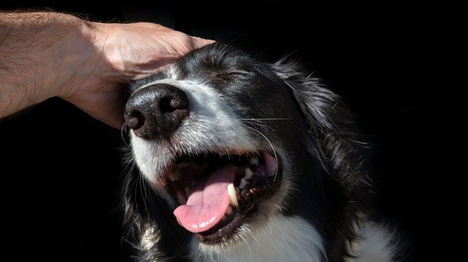 Acariciar a un perro puede dar multiples beneficios para el estado emocional.