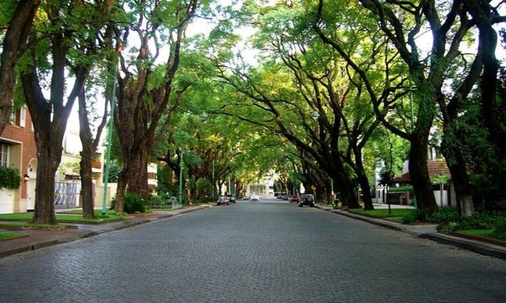 Las tipas —árboles de gran porte que alcanzan hasta 40 metros de altura— ofrecen un marco característico con sus copas redondeadas y ramas flexuosas a esta avenida selecta Las tipas —árboles de gran porte que alcanzan hasta 40 metros de altura— ofrecen un marco característico con sus copas redondeadas y ramas flexuosas a esta avenida selecta