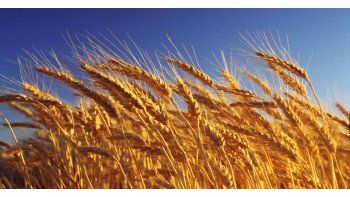La siembra de trigo crecería 15% en zona núcleo
