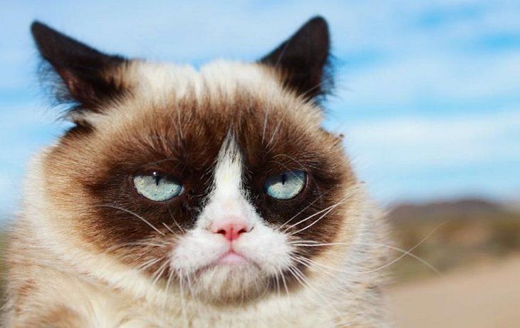 Dolor en las redes sociales por la muerte de Grumpy Cat