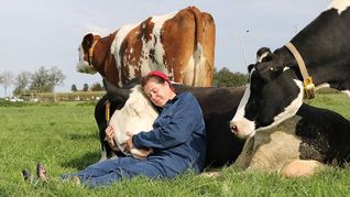 Reino Unido. La experiencia, que también incluye actividades educativas sobre la agricultura sostenible, atrae a parejas, familias y amantes de las vacas.