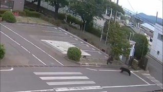 Las imágenes muestran a un oso negro -más agresivo que los pardos- que persigue a un empleado de fábrica cerca de la entrada.
