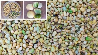 ámbito.com | Soja grano cosecha mala.jpg