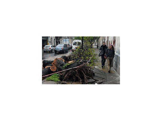 Uno de los árboles derribados por las ráfagas de viento.
