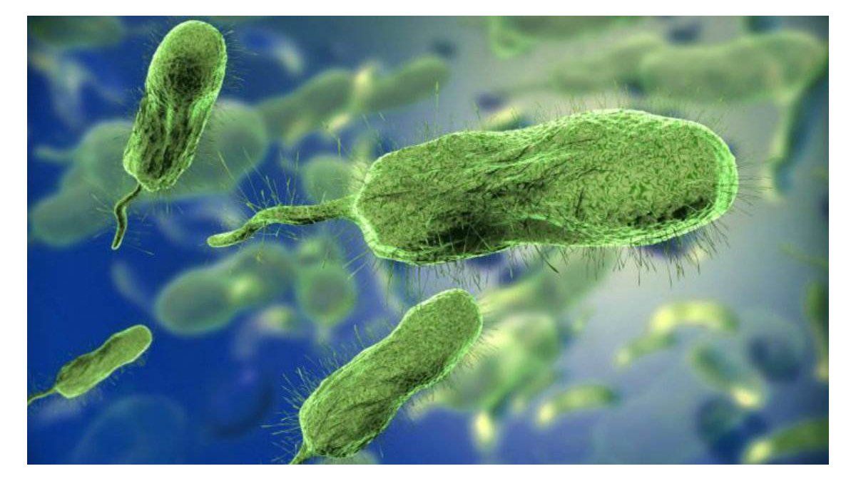 Alert in the US for the increase in infections of a flesh-eating bacterium