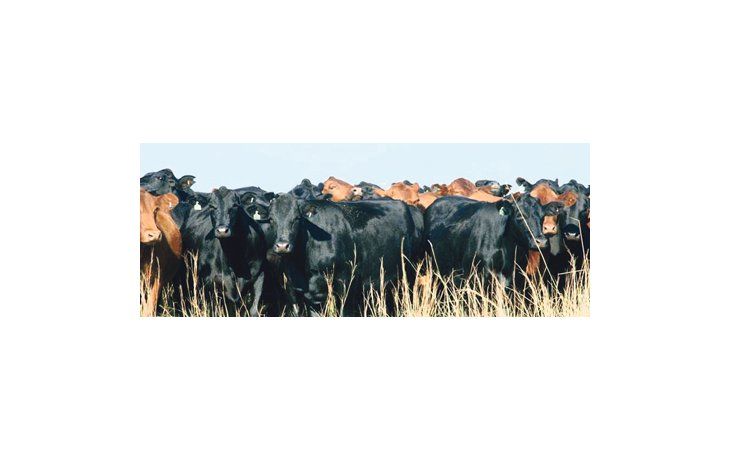 ámbito.com | El medioambiente tiene un 70% sobre el patrón genético de los bovinos, ya que es el que permite que cada individuo exprese su potencial.