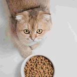 Lista negra de croquetas para gato en México: la Profeco Lista negra de croquetas para gato en México: la Profeco