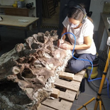 Los huesos encontrados tienen una datación estimada de 155 a 160 millones de años. Los huesos encontrados tienen una datación estimada de 155 a 160 millones de años.