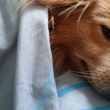 La razón detrás de que los perros elijan dormir pegados a sus dueños. La razón detrás de que los perros elijan dormir pegados a sus dueños.