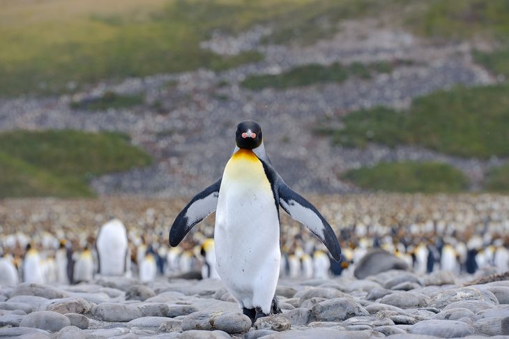 “Cuidar a los pingüinos es cuidar el océano, y proteger el océano es proteger nuestro futuro”, afirmó García Borboroglu.