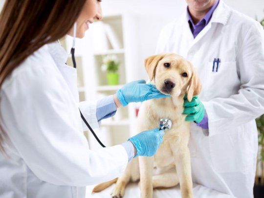 Obras sociales para mascotas
