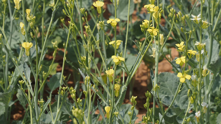 Argentina es el primer productor mundial de carinata con m&aacute;s de 80.000 hect&aacute;reas actuales.